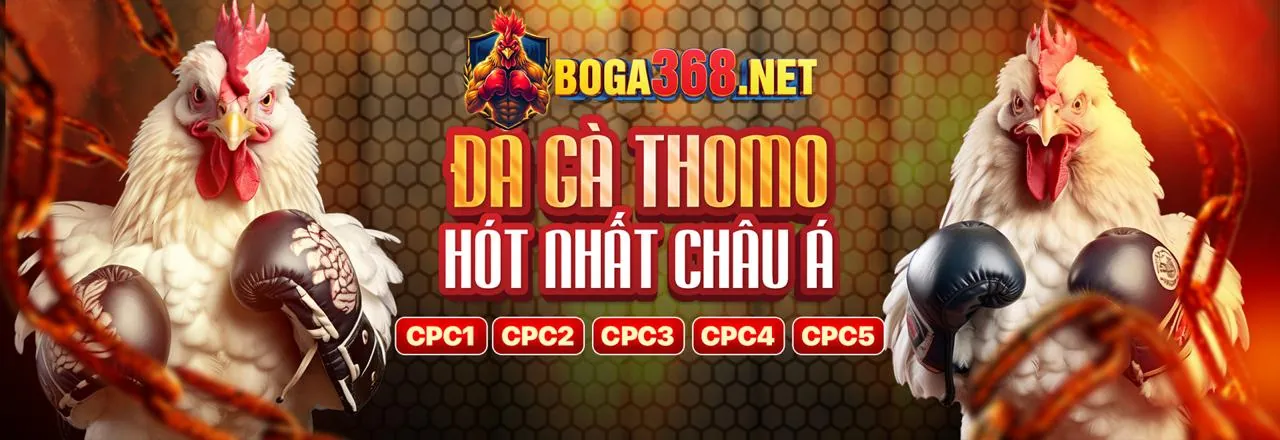 Đấu trường đá gà kịch tính tại nbet88 win